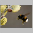 Bombus terrestris - Erdhummel 01.jpg